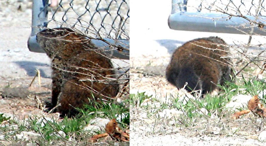 Beaver